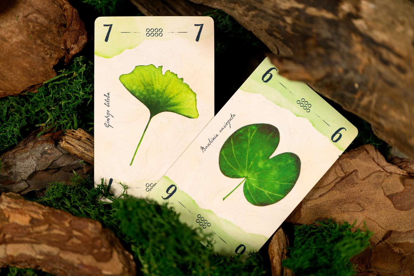 13 Leaves